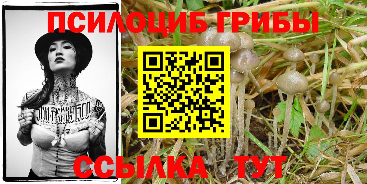 Клин  Галлюциногенные грибы GOLDEN TEACHER  Вход с VPN  Псилоцибиновые грибы Psilocybine cubensis 